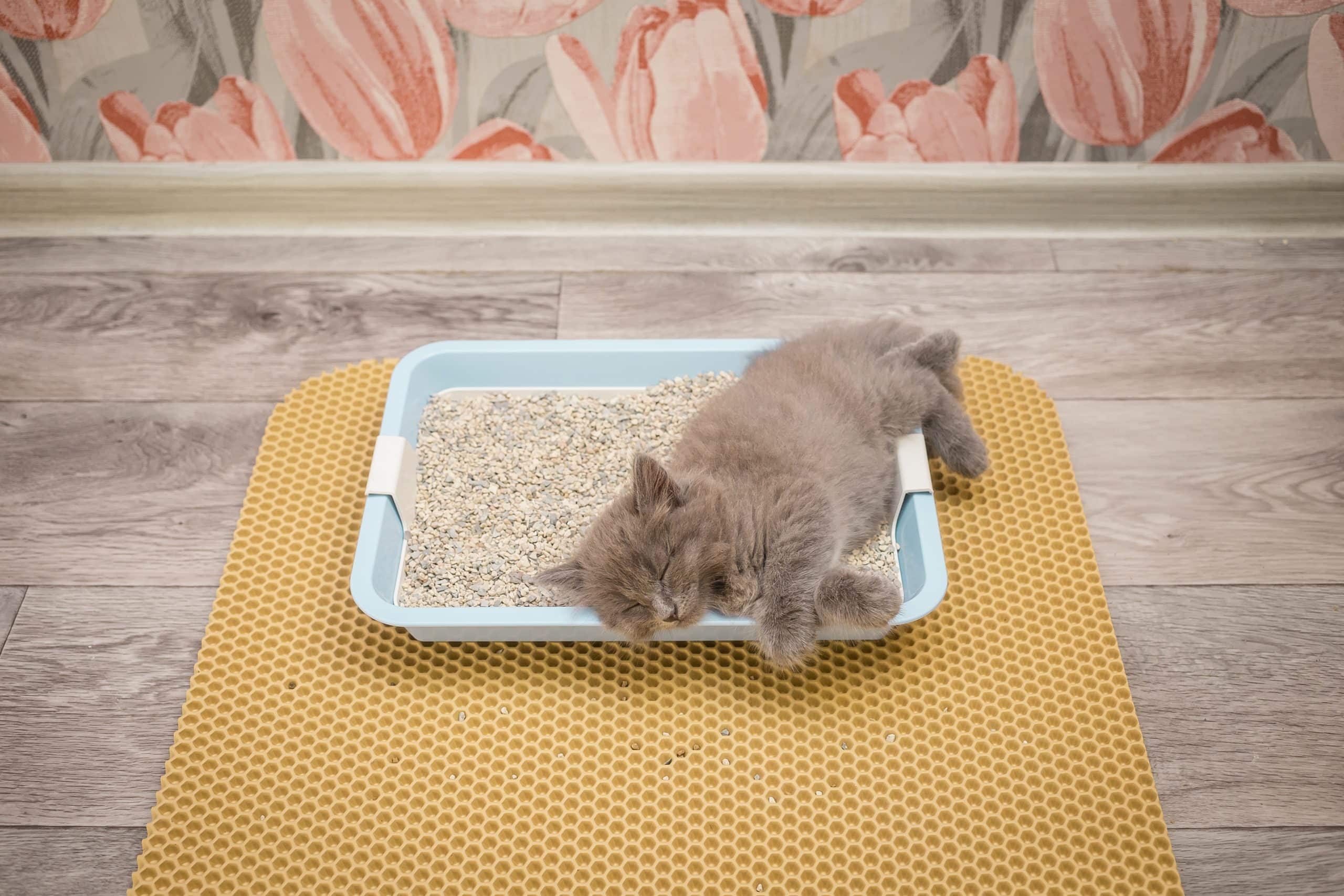 The Ultimate Guide to the Best Mats for Cat Litter The Cat Litter Expert