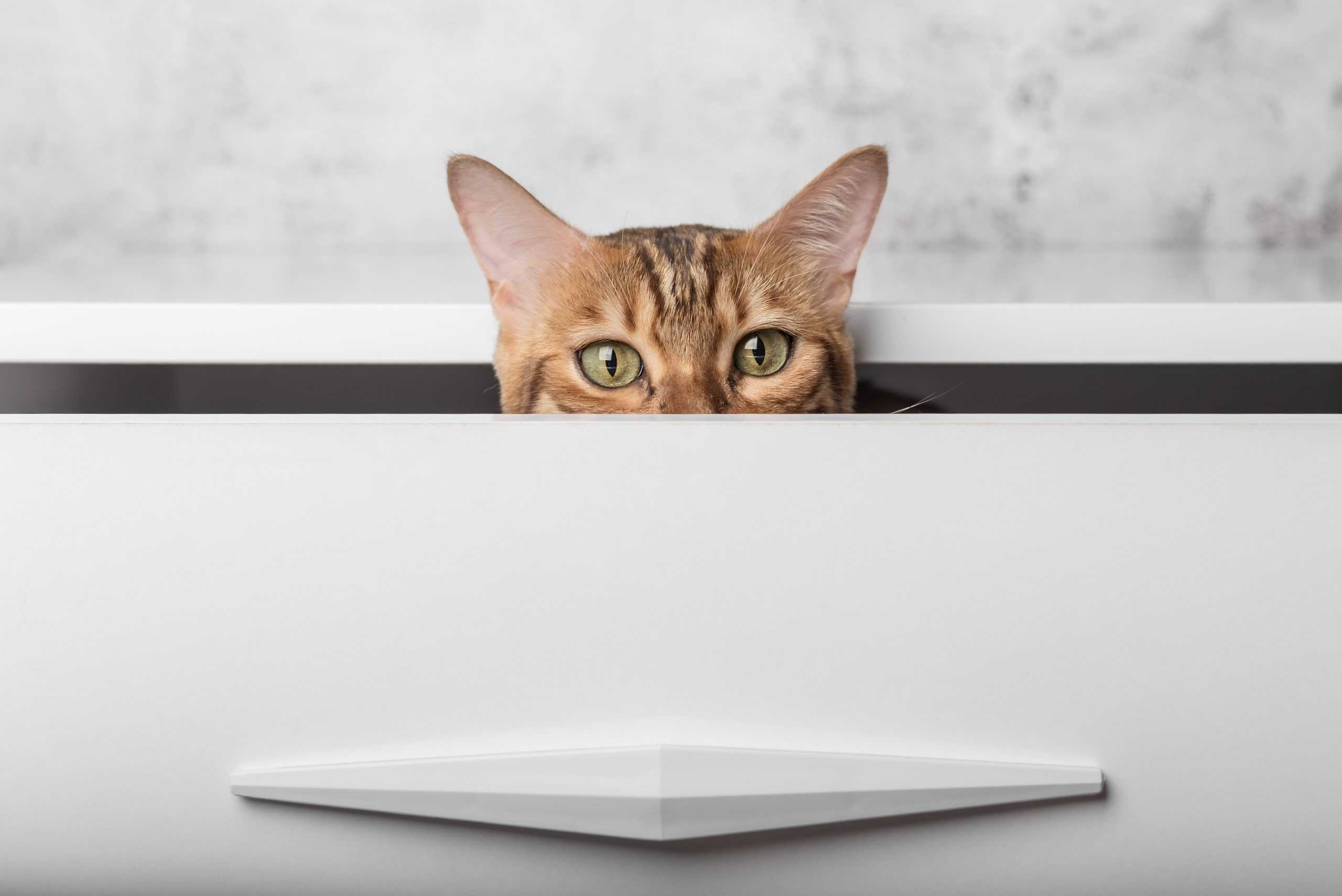 The Ultimate Guide to Cat Litter Boxes Furniture The Cat Litter Expert