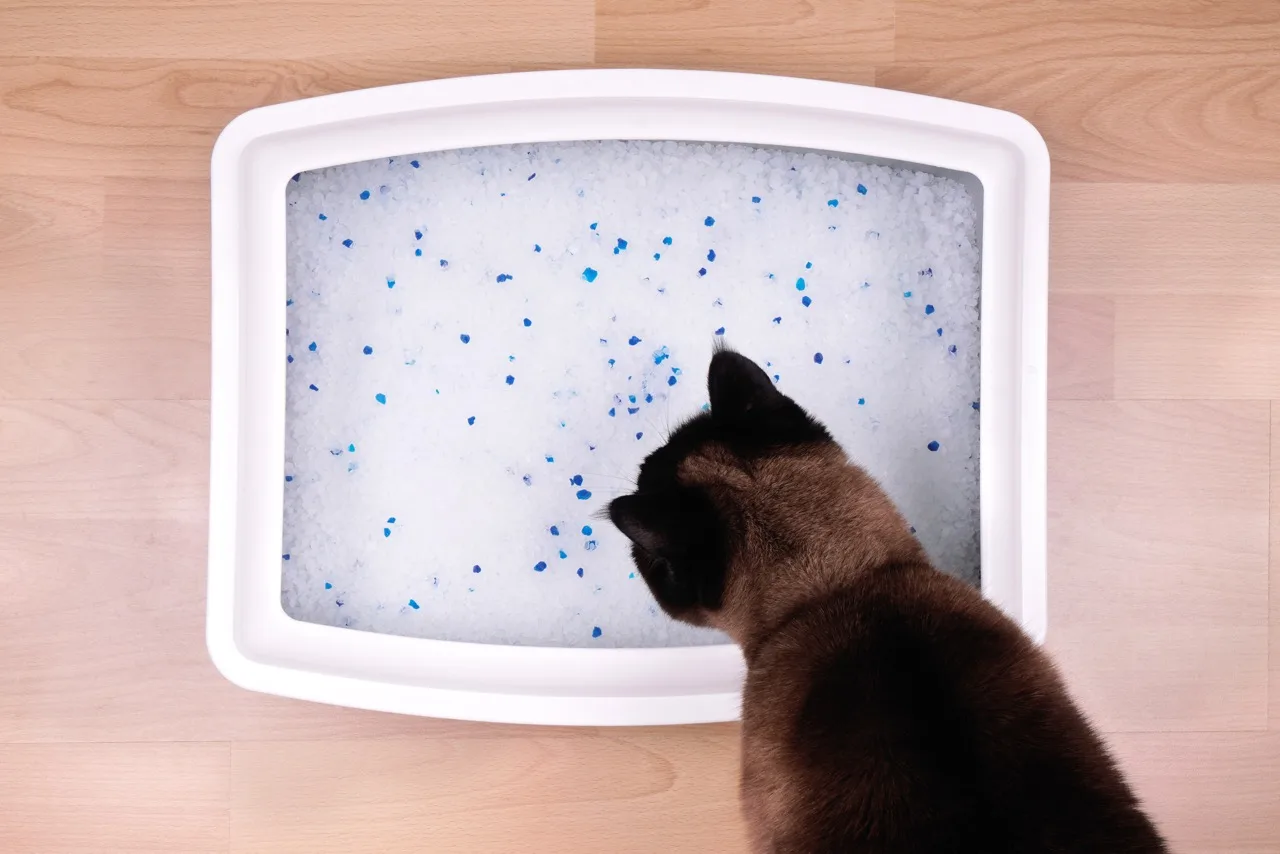 Cat Litter Crystals Unleashed Tips for a Happy Kitty The Cat Litter Expert